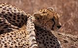 TANZANIA - Serengeti National Park - Ghepardo - 10